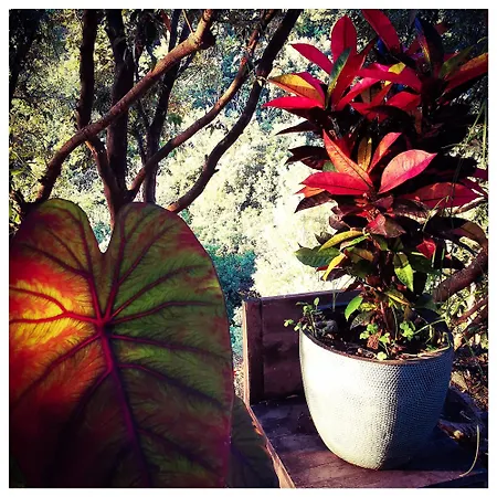 Stunning In Splendid Surroundings Cap Corse *