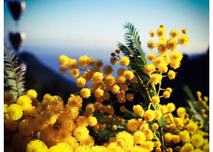 Tatil Evi Stunning In Splendid Surroundings Cap Corse *