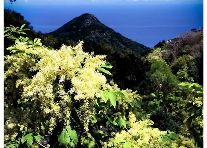 Tatil Evi Stunning In Splendid Surroundings Cap Corse